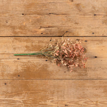 Load image into Gallery viewer, Salmon Oncidium Bush