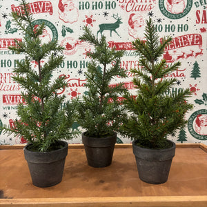 Potted Tall Pine Tree