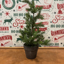 Load image into Gallery viewer, Potted Tall Pine Tree