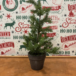 Potted Tall Pine Tree